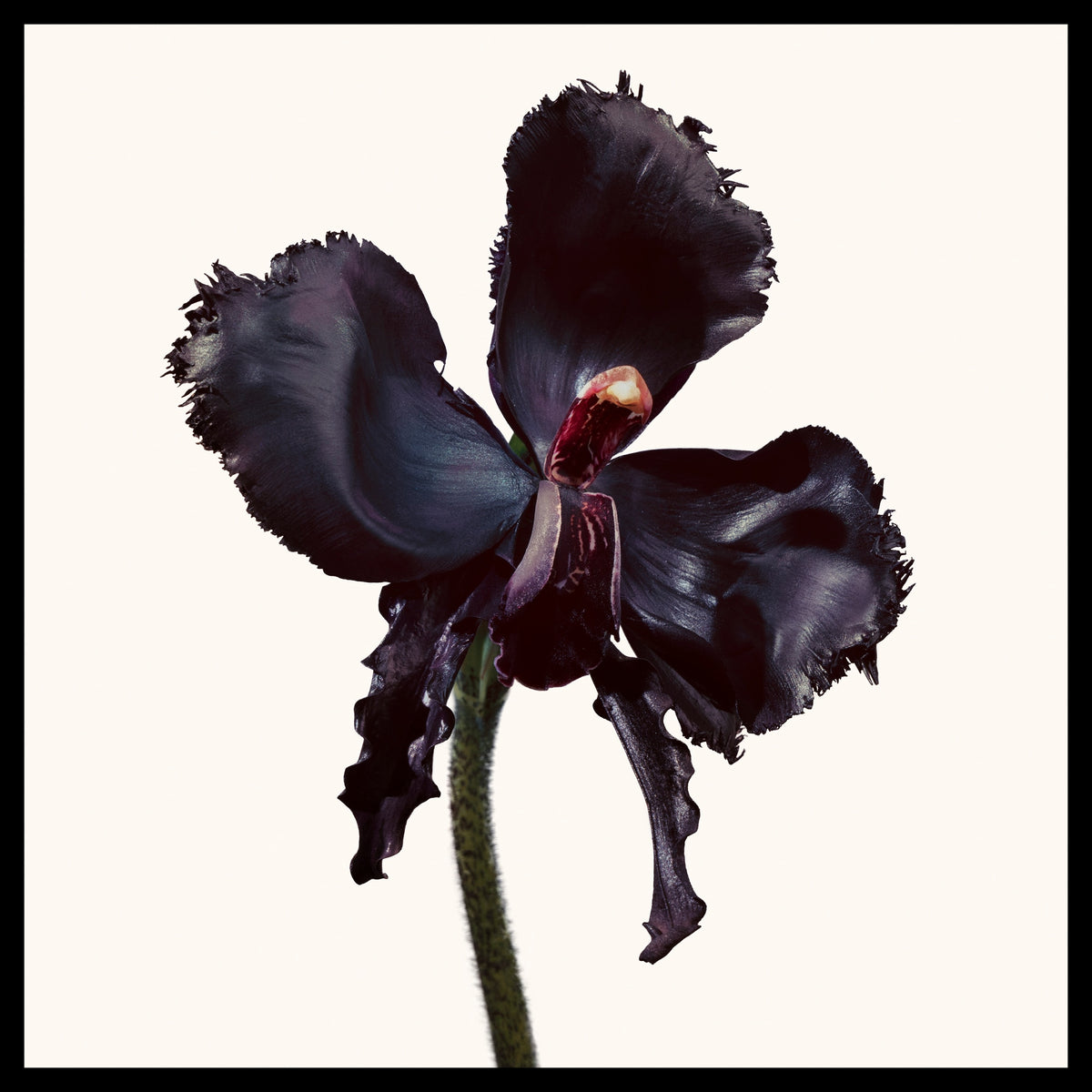 Black Orchid Reserve Parfum, 250.0 ml, Alt