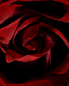 ROSE ABSOLUTE