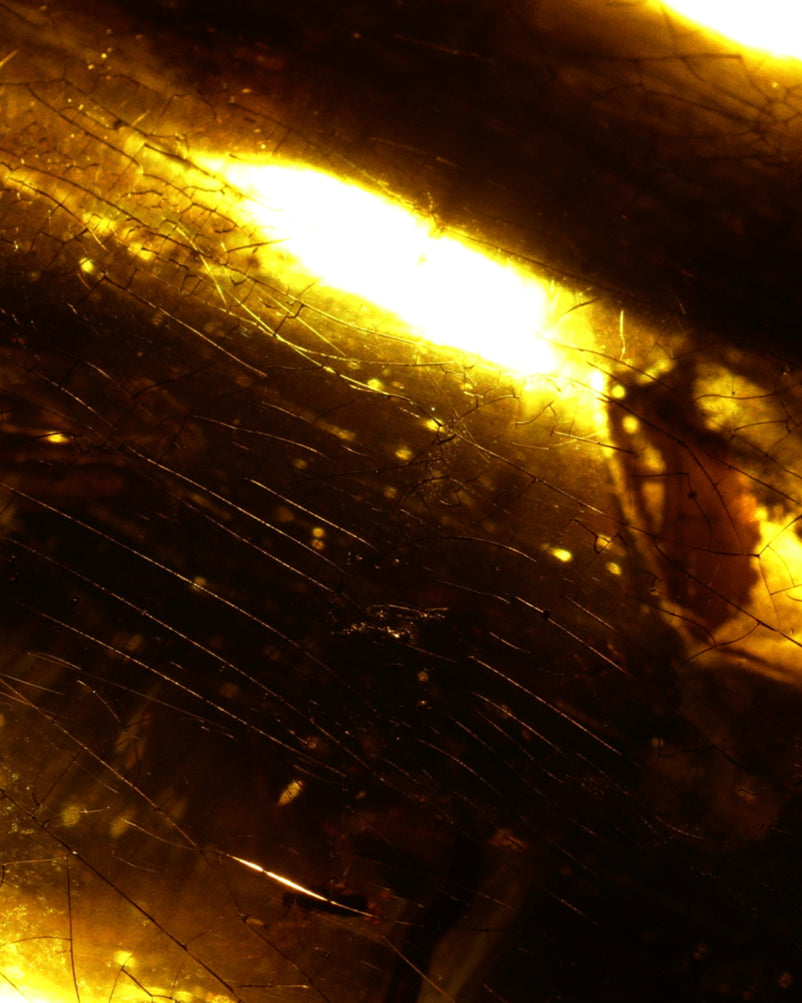 AMBER
