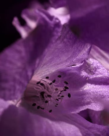 GERANIUM ABSOLUTE